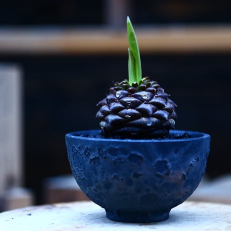 ユーフォルビア  鉄甲丸／Euphorbia bupleurifolia   no.10976