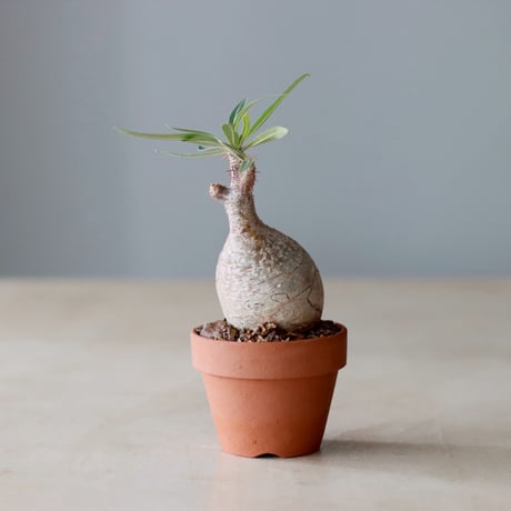 Pachypodium gracilius × YAMABACHI (3号) no.104/8