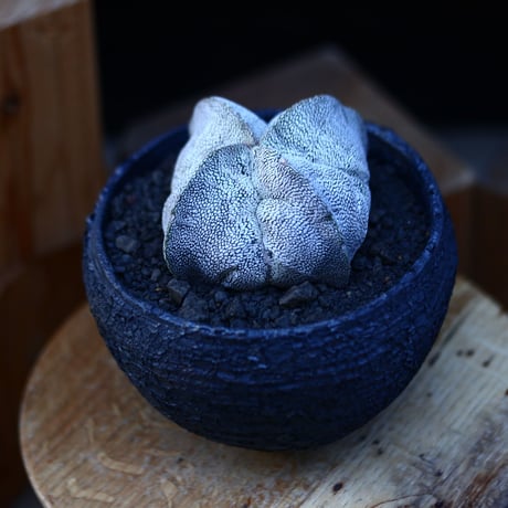 アストロフィツム  恩塚ランポー玉 ／Astrophytum myriostigma cv.　no.13039