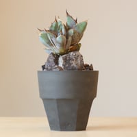 Agave Titanota Rancho Tambor × N/OH　no. 309-7