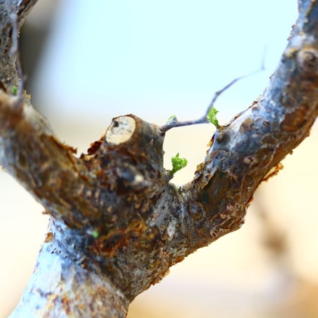コミフォラ モンストローサ / Commiphora monstrosa   no.62505