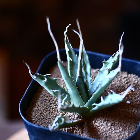 アガベ  ユタエンシス    エボリスピナ  Agave uthaensis var. eborispina  no111577④