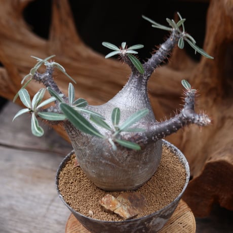 パキポディウム カクチペス / Pachypodium rosulatum var. cactipes / 発根済み   no.30501