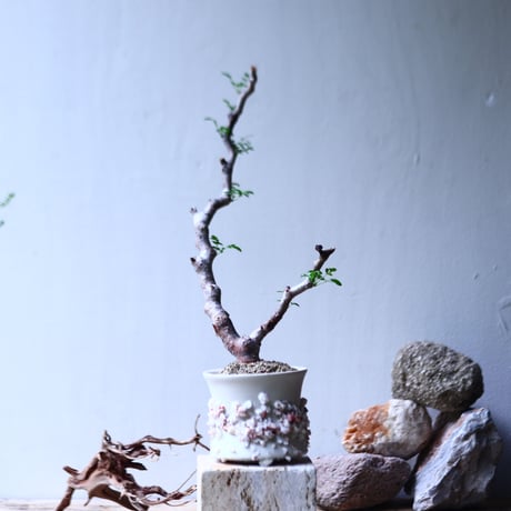 コミフォラ モンストローサ   Commiphora monstrosa   no.92724