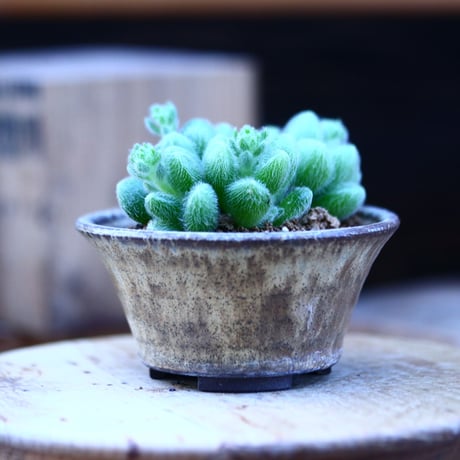 セダム  モシニアナム (新ヒントニー)／Sedum mocinianum   no.20651