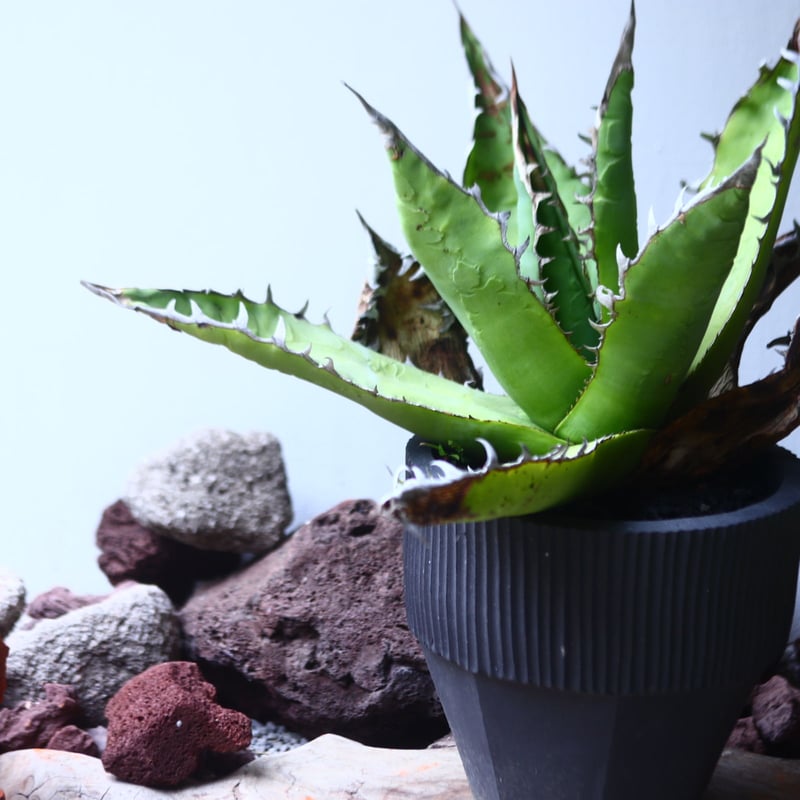 アガベ チタノタ 'リベレート' Agave titanota ' libelate' n