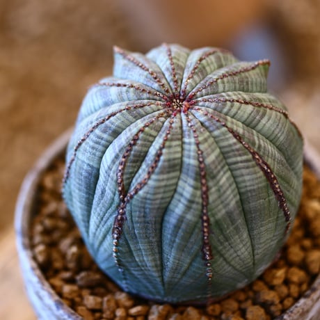 たけろうポット × Euphorbia obesa    no.41442