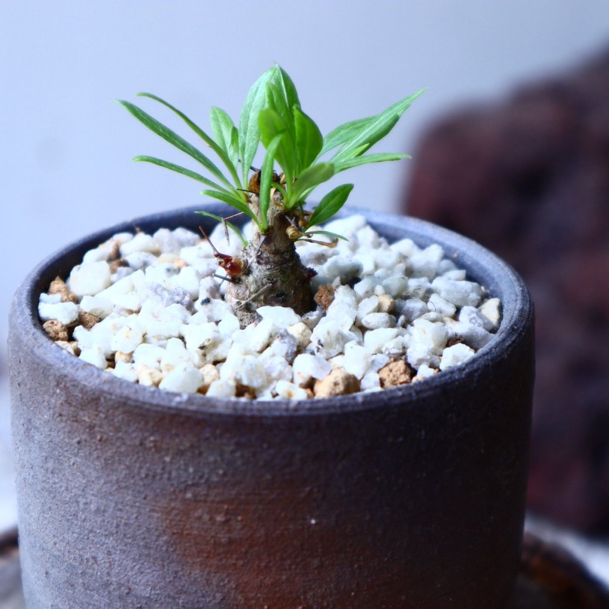 フォークイエリア プルプシー 挿し木 Fouquieria purpusii