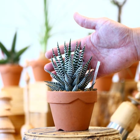 YAMABACHI × Haworthia fasciata   no.100103