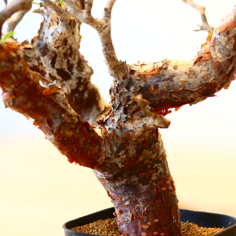コミフォラ モンストローサ / Commiphora monstrosa no.41620