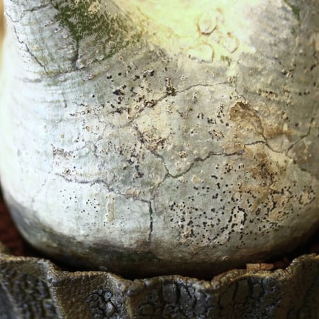 パキポディウム  グラキリス / Pachypodium  gracilius   no.52105
