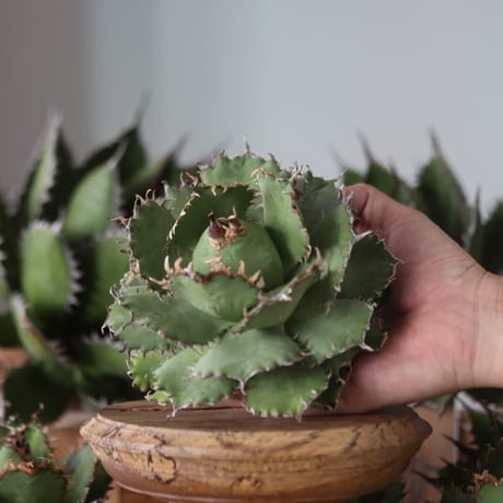 U.S. filigree (Agave titanota filigree) / Style of Chika　no.1130-3