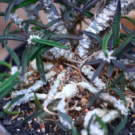 ユーフォルビア キリンドフォリア／Euphorbia cylindrifolia   no.41002