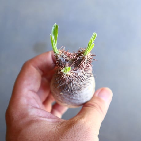 パキポディウム グラキリス 抜苗  Pachypodium rosulatum var. gracilius no.100607