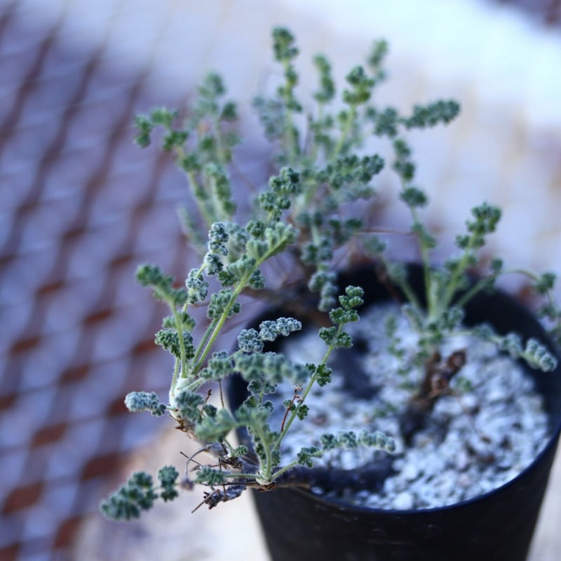 ペラルゴニム アルテルナンス Pelargonium alternans no.1