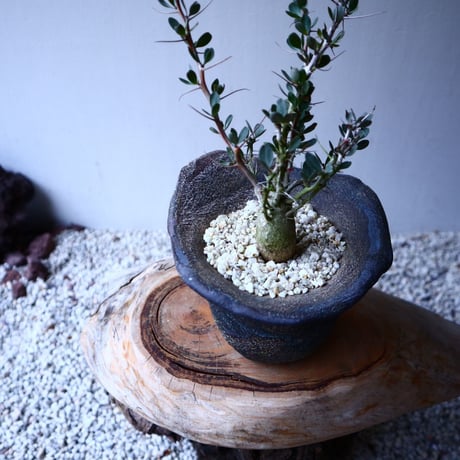 フォークイエリア  コルムナリス  Fouquieria columnari   no.20321