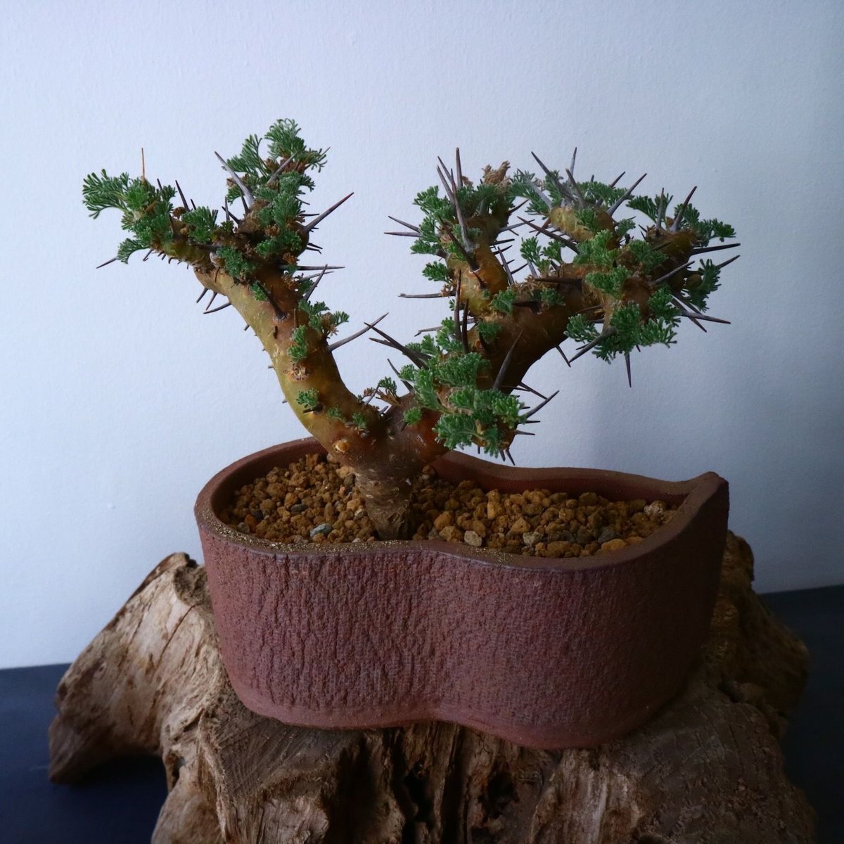 モンソニア　ヘレー【現地株】（旧サウコカウロン　ヘレー） モンソニア ヘレー【現地株】（旧サウコカウロン ヘレー） 2025年最新