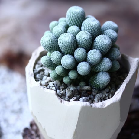 Epithelantha micromeris var. ungnispina(かぐや姫)  no.013