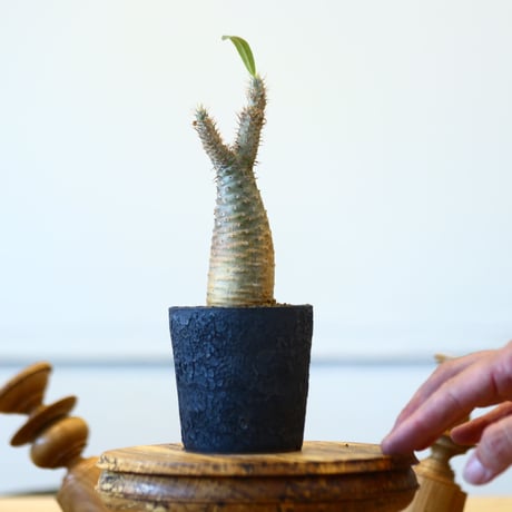 パキポディウム  グラキリス / Pachypodium  gracilius   no.73021