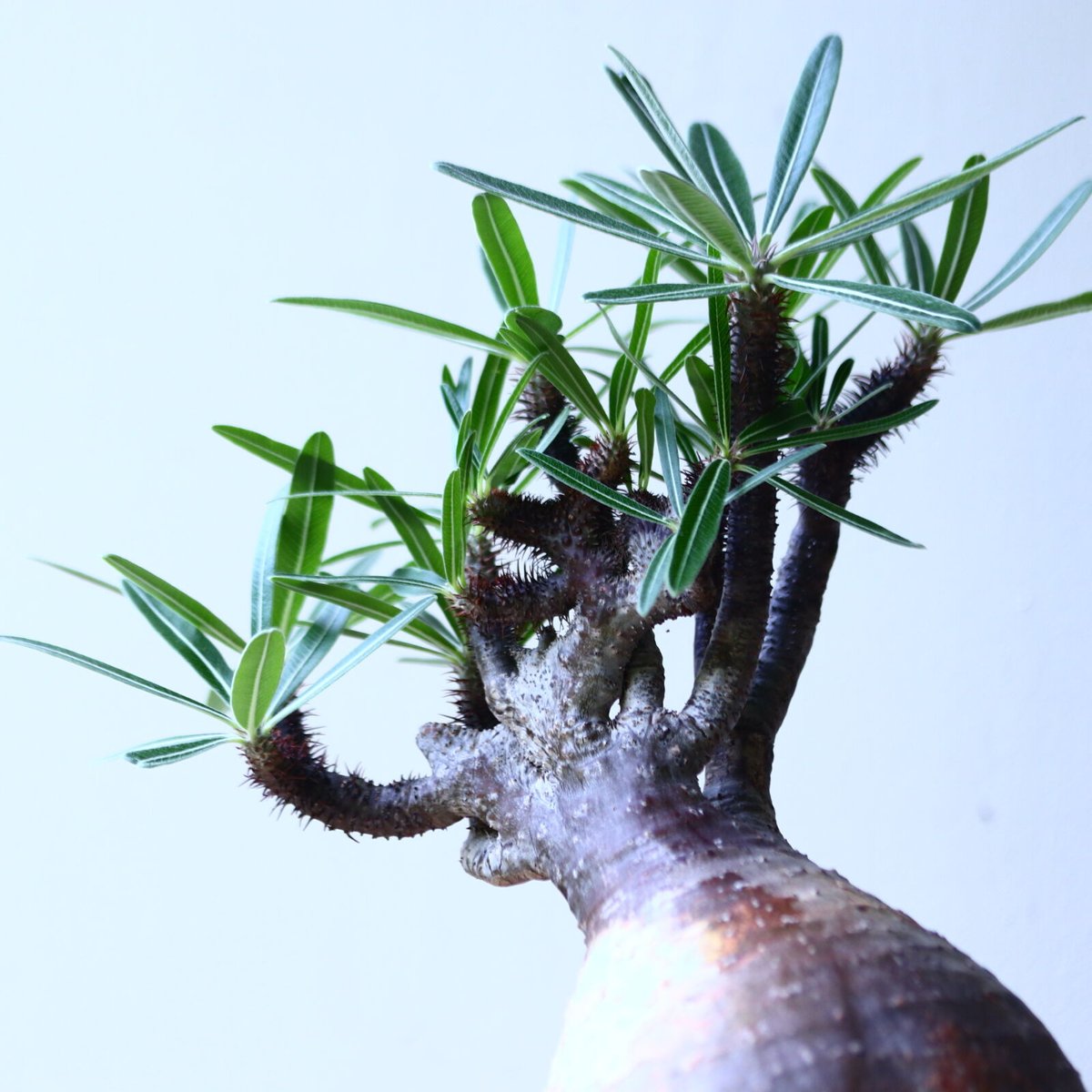 グラキリス　綴化　パキポディウム② ASK【綴化】パキポディウム・グラキリス※発根済み 内田裕太(monst