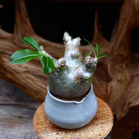 パキポディウム デンシフローラム / Pachypodium densiforum / 発根済み   no.22693