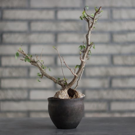 Bursera fagaroides ×Taku Higuchi / PLANETX (3.5号)  no.706-24