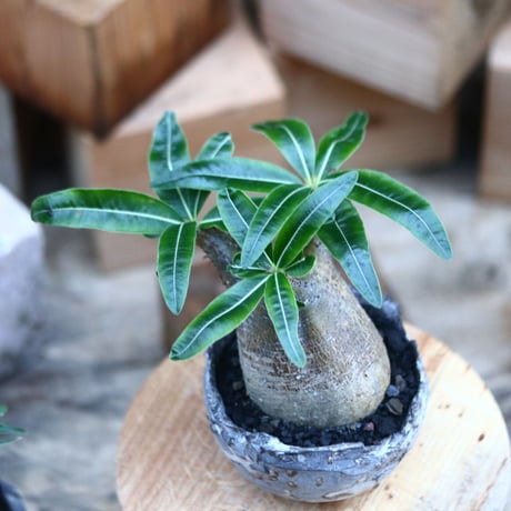 パキポディウム  グラキリス ／Pachypodium  gracilius     no.103169