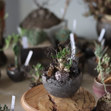 Tylecodon reticulate (万物想) × takero pot   no.1201-18