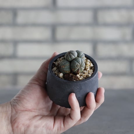 Euphorbia obesa × N/OH (2.5号)  no.614/22