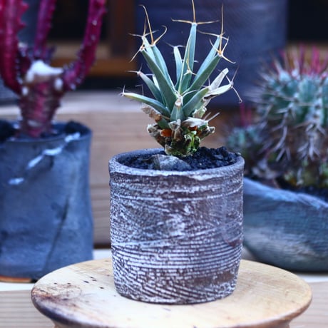 レウクテンベルギア  晃山    Leuchtenbergia principis  no.32125