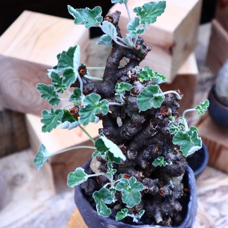 ぺラルゴ二ウム   エキナツム／Pelargonium  lechinatum   no.62713
