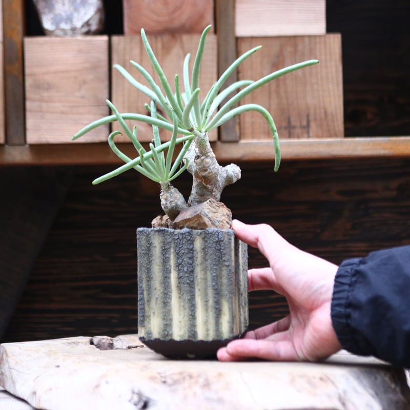 チレコドン ワリチー／Tylecodon wallichii no.20594 | 芽の巣山