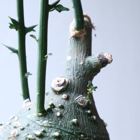 アデニア  グロボーサ      Adenia globosa       no.90813