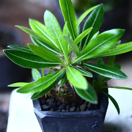 パキポディウム  マカイエンセ 実生   Pachypodium Makayense   no.71912