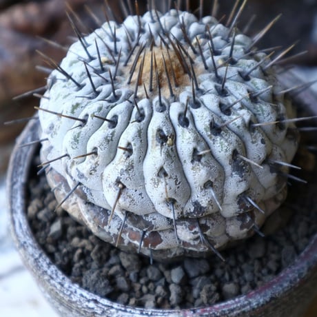 コピアポア 孤竜丸    Copiapoa cinerea var. columna-alba  no.51923