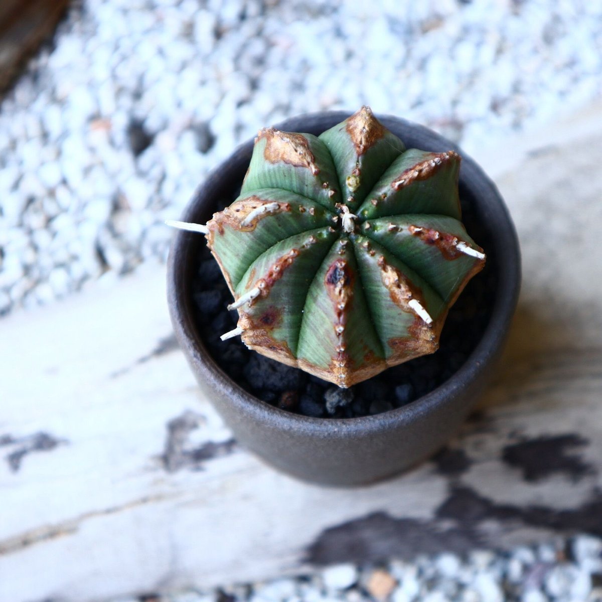 ユーフォルビア バリダ hyb Euphorbia valida hyb no.