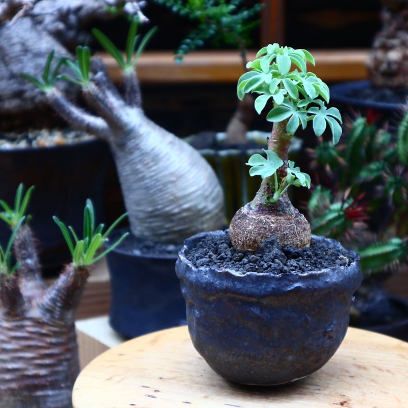 アデニア グラウカ／Adenia glauca no.51627 | 芽の巣山