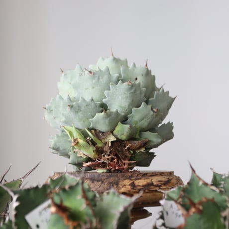Agave Isthmensis / Style of Chika　no.421102