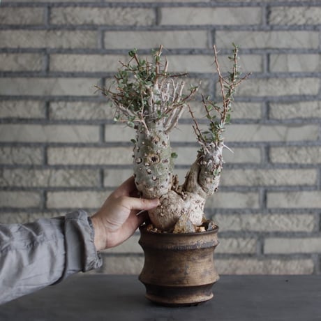 Fouquieria columnaris (観峰玉) × Atsushi Funakoshi (4.5号)  no.524/4