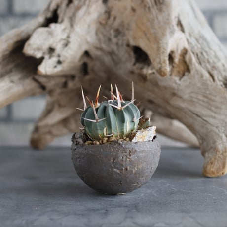 Echinofossulocactus coptonogonus × takero pot (3号)  no.629-18