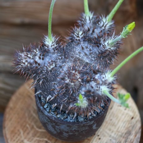 パキポディウム  恵比寿大黒(実生)/ Pachypodium  Densicaule/ 発根済み   no.21921