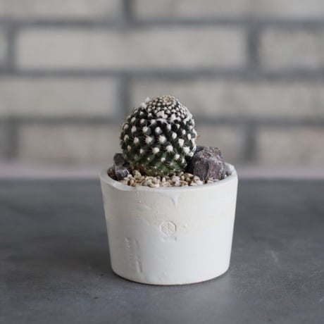 Copiapoa humilis ssp. tenuissima × N/OH (3号)  no.510/62
