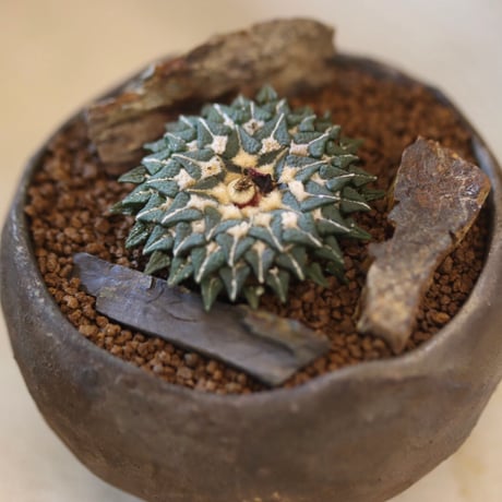 Ariocarpus kotschoubeyanus (姫牡丹) × たけろうポット  no.112-23