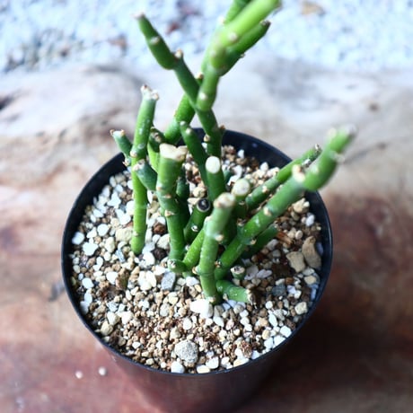 サルコステンマ   ソコトラナム  Sarcostemma socotranum  no.1108