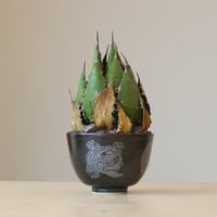アガベ コンフェデレート ローズ Agave hybrid “Confederate Ro