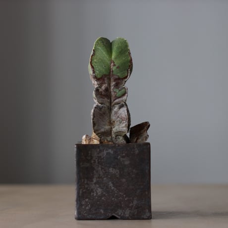 恩塚ランポー玉 | STORES