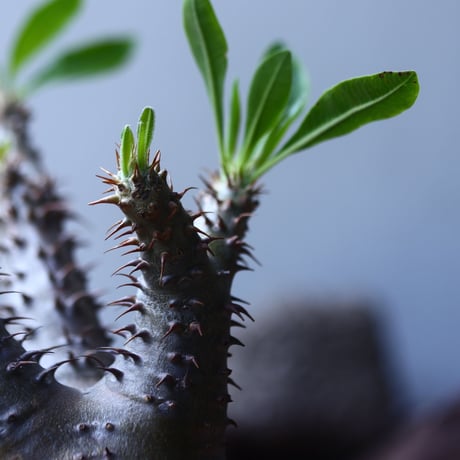 パキポディウム  マカイエンセ    Pachypodium Makayense   no.53109