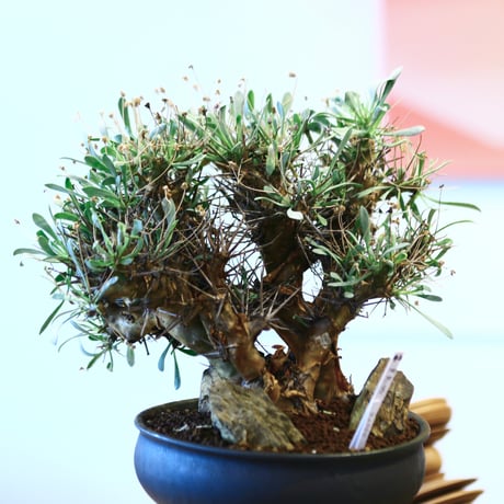 Othonna euphorbioides × Kazuhiro Arima   no.11442