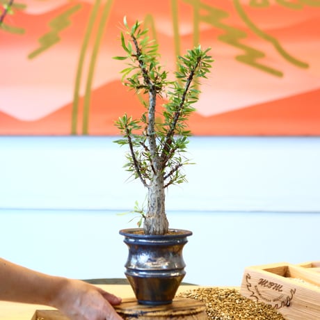 プルプシー×thha_ ザー　コレクション株 purpusii | STORES