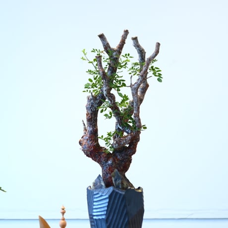 Commiphora monstrosa × N/OH   no.90342